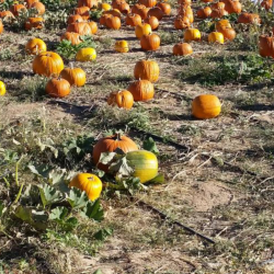 Mohave Gardening