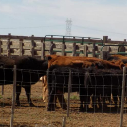 Livestock - Coconino/Mohave