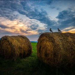 Agricultural Properties