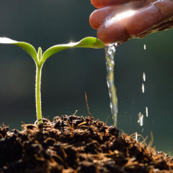 Environmental Stewardship