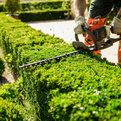 Shrub Care