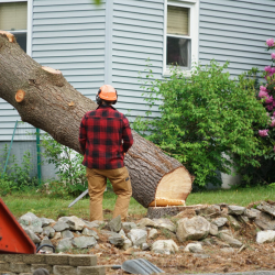 Tree Removal