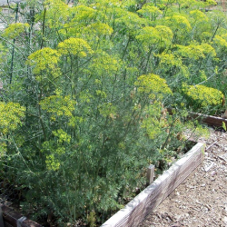 Permaculture Orchard