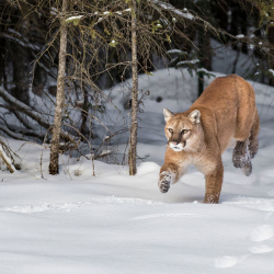 Bobcat & Mountain Lion Hunting Trips