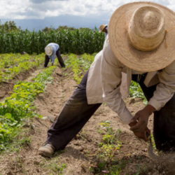 Cultural Immersion Series