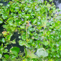 Aquatic Weed Control