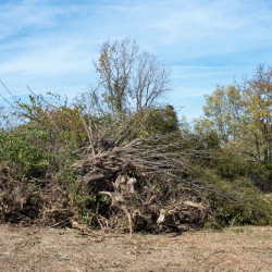 Tree and/ or Brush Clearing