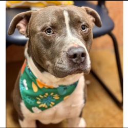 Pet Adoptions