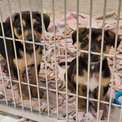 Animal Rescues