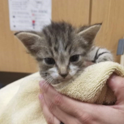 Animal Cruelty Concerns