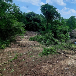 Land Clearing