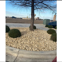 Shrubs, Hedges & Bushes