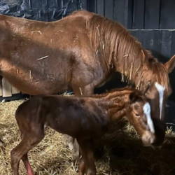 Foaling & Nursing Watch