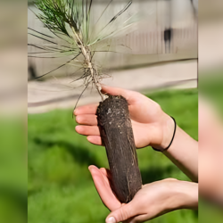 Seedling Trees