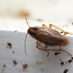  German Cockroach Control