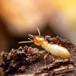 Termite Control 