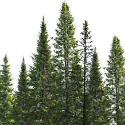 Plant Memorial Trees