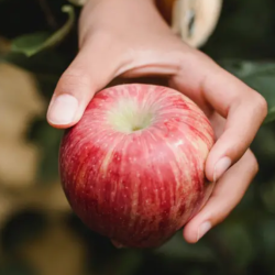 Nutrition Counseling and Support