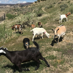 Boer Goats/Goat Meat