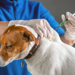 Vaccinations