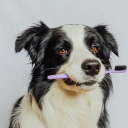 Dental Care