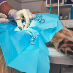 Surgery