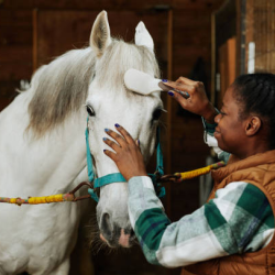 Equine Health Clinics