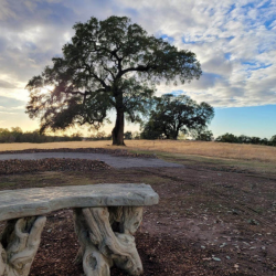 Eternal Memorial Tree