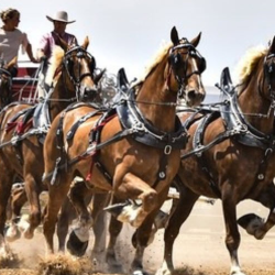 Classic 6-Horse Hitch Draft Horse Show