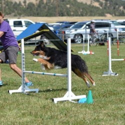 Agility & Flyball Demo