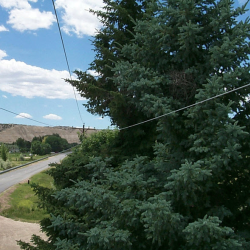 Tree Removal & Replacement Program