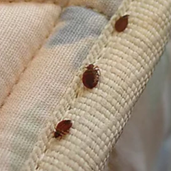 Bed Bug Control