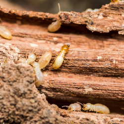 Termite Control