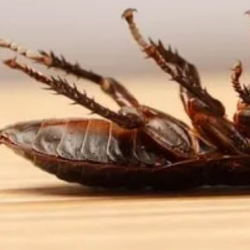 Cockroaches Control
