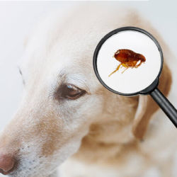 Fleas and Ticks Control