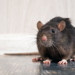 Rodents Control