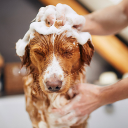 Aromatherapy Bath