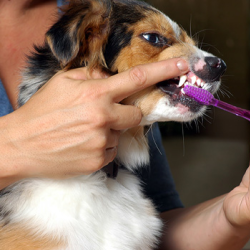 Vaccinations, Wellness Care, Dentistry