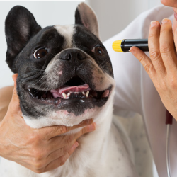 Dermatology Medicated Baths and Allergies