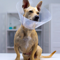 Surgery Elective and Emergency