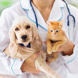 Geriatric Care Echo and Ultrasound