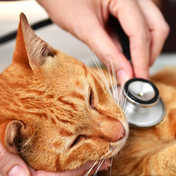 Health plans for Cats, Dogs and Bunnies