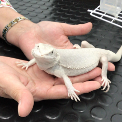 Exotic Animal Exams and General Care