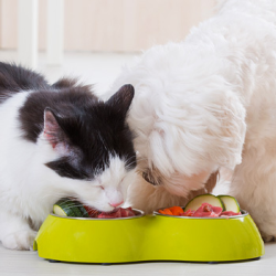 Nutrition Counseling