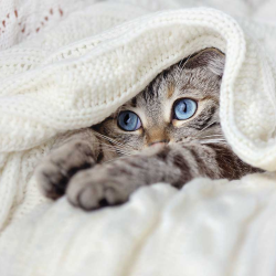 Wellness & Preventive Care