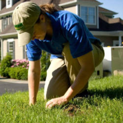 Lawn Weed Control