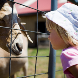 Farm Animal Encounter