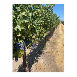 Wine Grape Development  & Sales