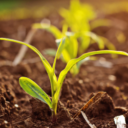 Farm Succession Planning