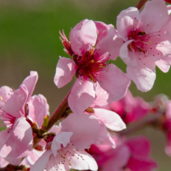 The Blossom Festival